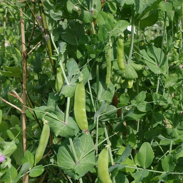 Snow Pea 'Oregon'