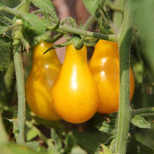 Tomato 'Yellow Pear'