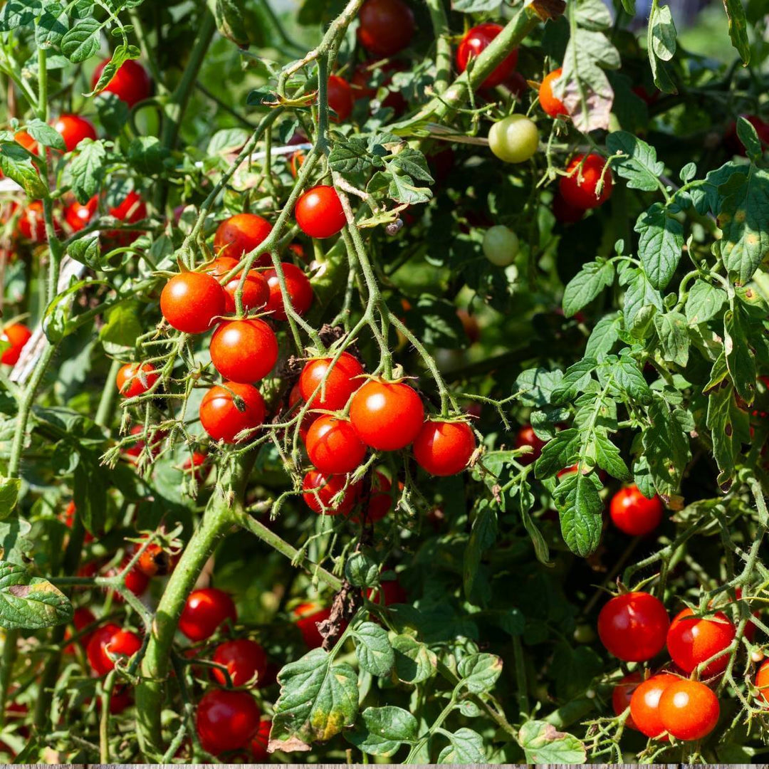 Tomato ‘Tommy Toe’