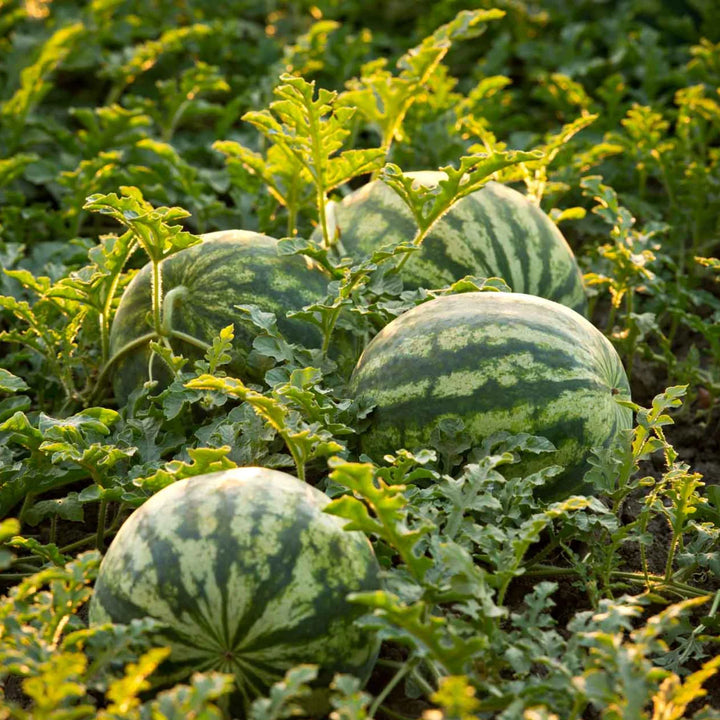 Watermelon 'Bush Sugar Baby'