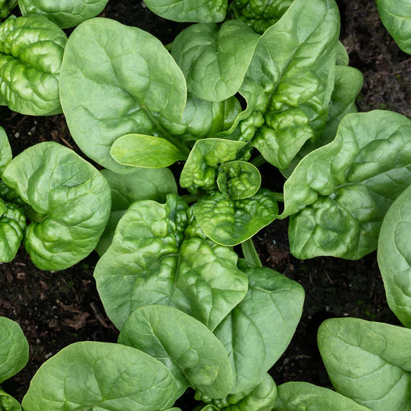 Spinach 'Bloomsdale'