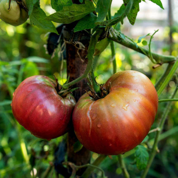 Tomato 'Black Russian'