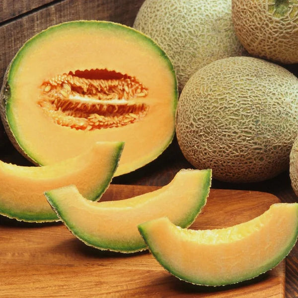 Rockmelon 'Hales Jumbo'