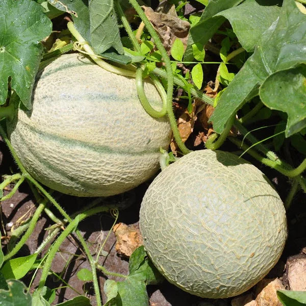 Rockmelon 'Hales Jumbo'