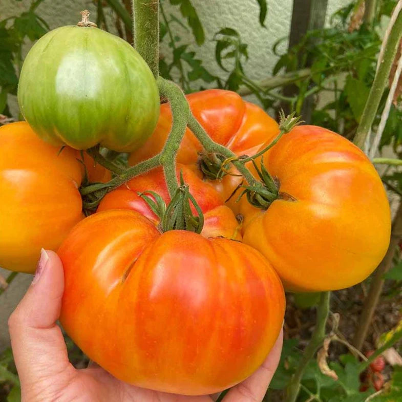 Tomato 'Pineapple'