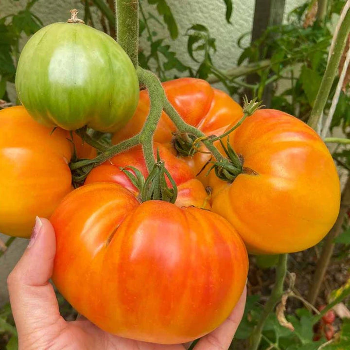 Tomato 'Pineapple'