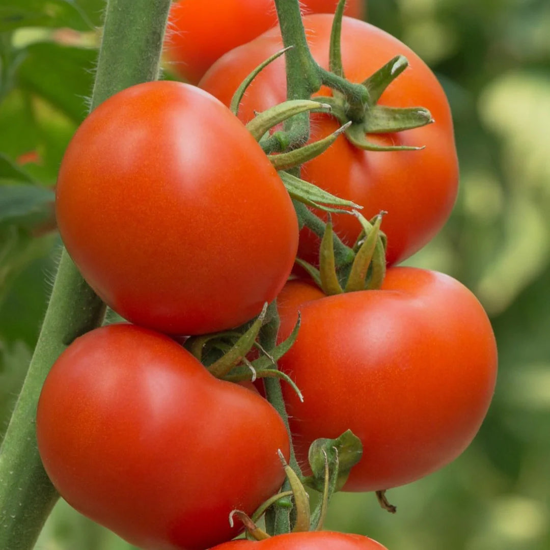 Tomato ‘Burnley Surecrop’