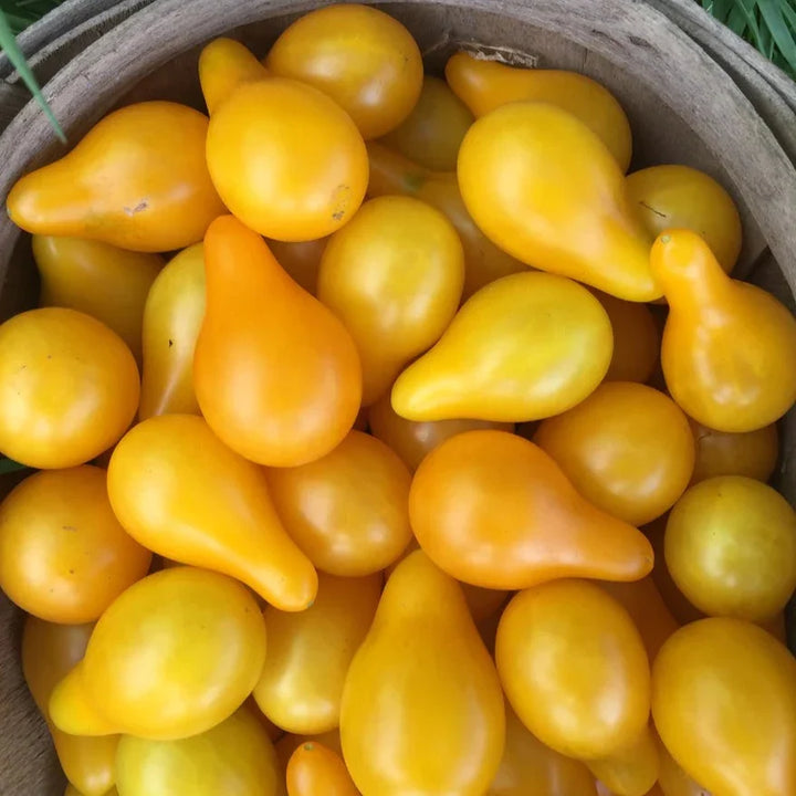 Tomato 'Yellow Pear'