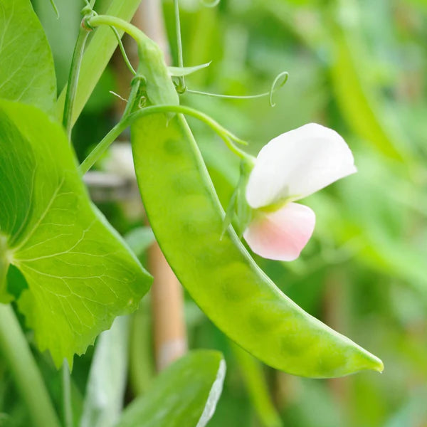 Snow Pea 'Oregon'