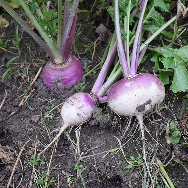 Turnip 'Purple Top'