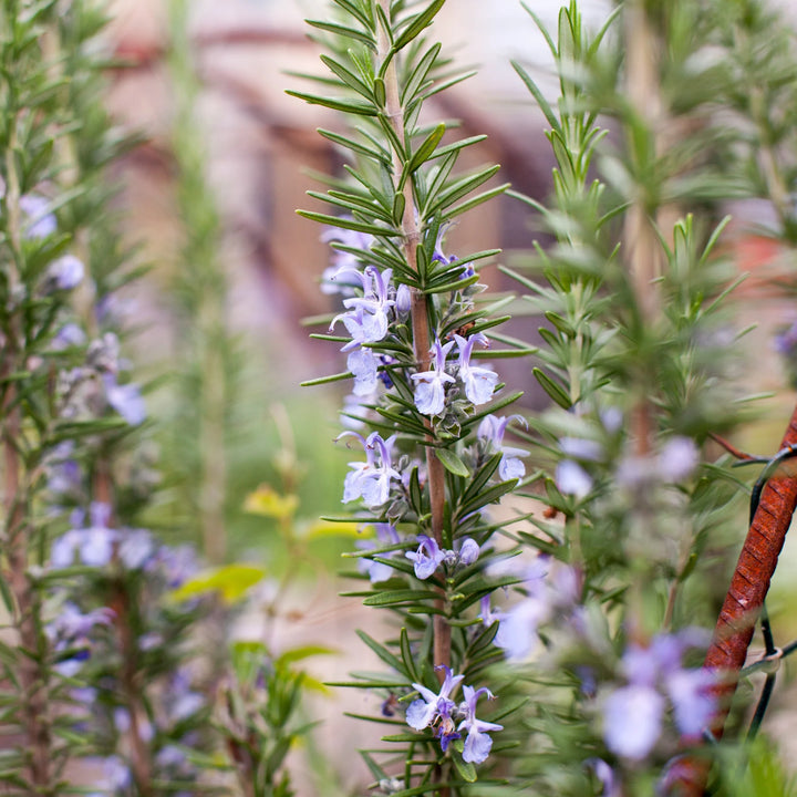 Rosemary 'Rosy'