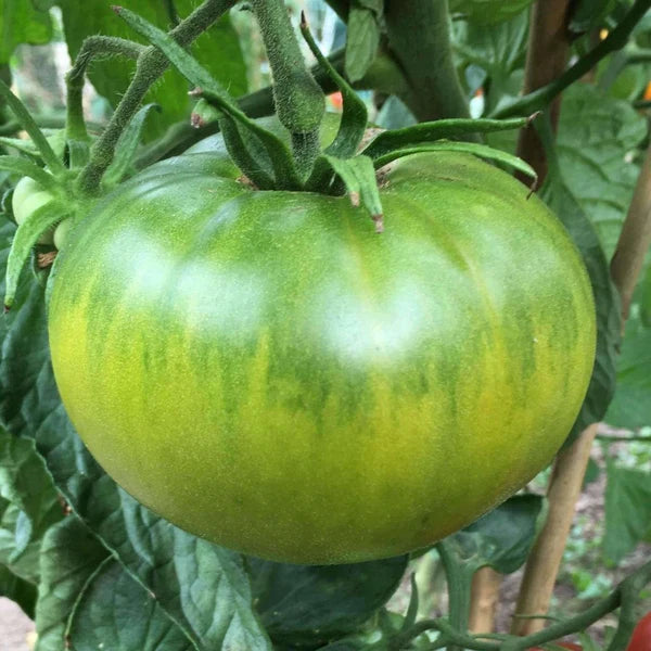 Tomato 'Aunt Ruby's Green'