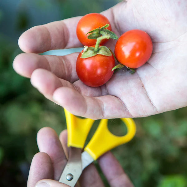 Tomato ‘Tommy Toe’