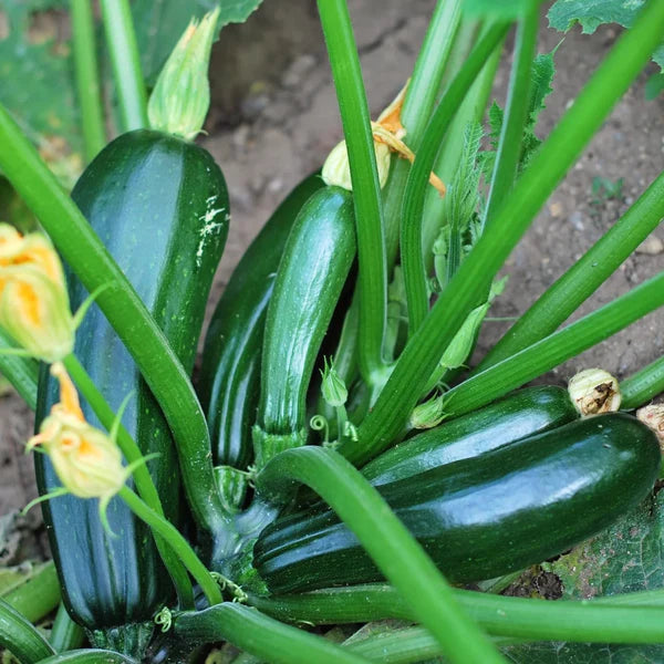 Zucchini 'Black Beauty'