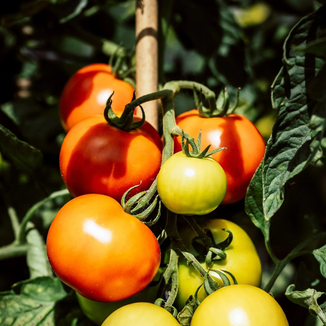 Tomato ‘Burnley Surecrop’