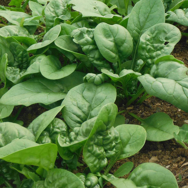 Spinach 'Bloomsdale'