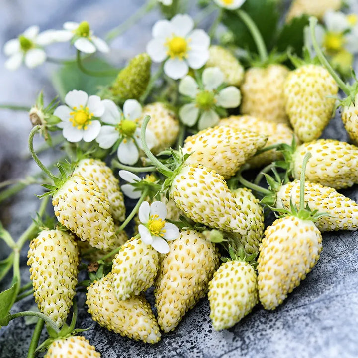 Strawberry 'White Soul'