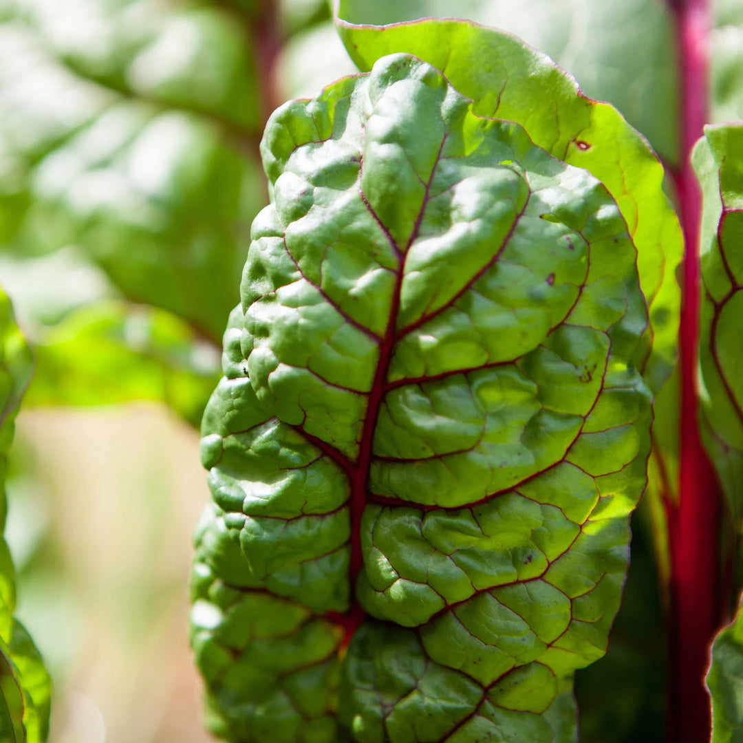 Swiss Chard ‘Rainbow'