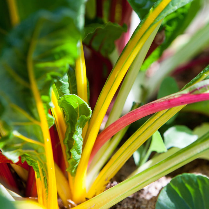 Swiss Chard ‘Rainbow'