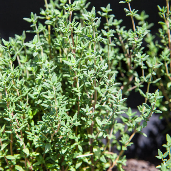 Thyme 'Summer'