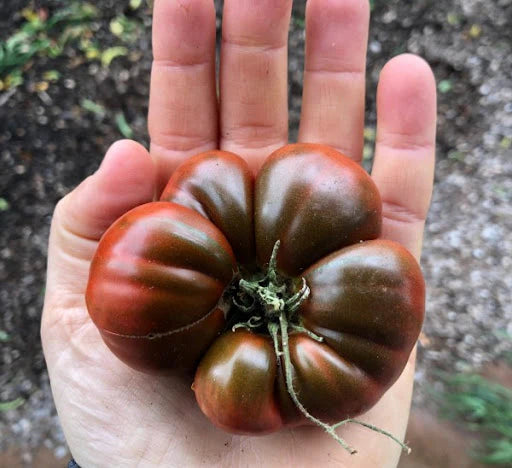 Tomato 'Black Russian'