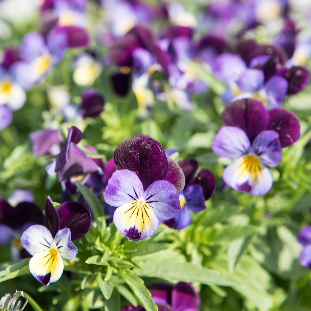 Viola 'Johnny Jump Up'